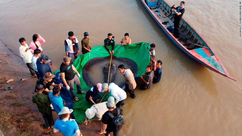 220620220821-01-cambodia-stingray-heaviest-fish-exlarge-169.jpg