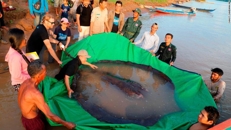 220620220948-03-cambodia-stingray-heaviest-fish-exlarge-169.jpg