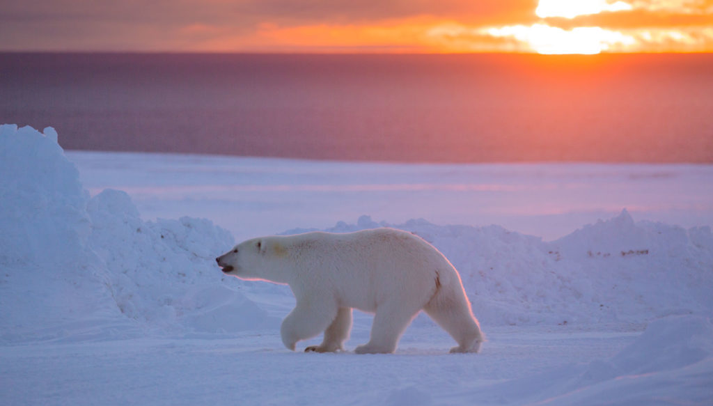 polar-bear-shutterstock-1076380277_1024-e1610733269288.jpg