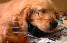 animals-tea-dogs-glasses-whiskey-puppies-sleeping-drunk-drinks-newspapers-scotch-HD-Wallpapers-1-230x150.jpg