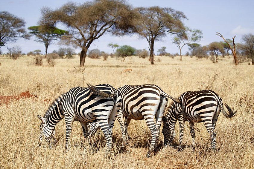 visit africa_animals in africa_zebra (20).jpg