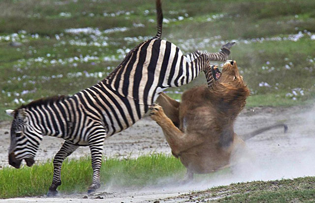 zebra-fighting-lion.jpg