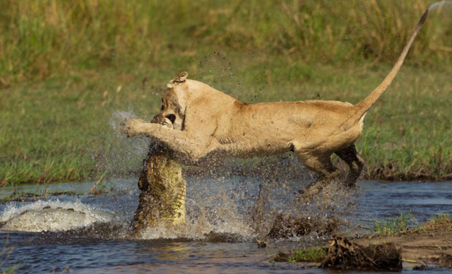 lion-attacks-crocodile.jpg