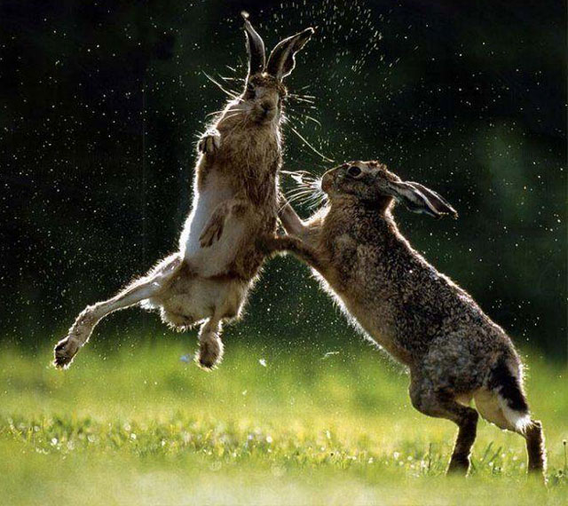 rabbit-fighting-rabbit.jpg