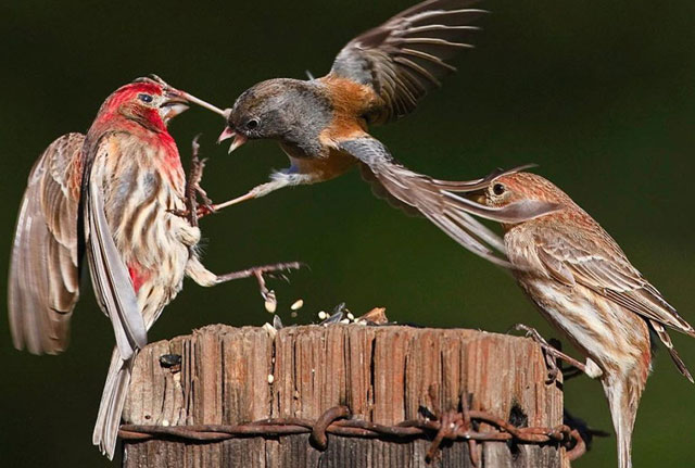 bird-fighting-birds.jpg