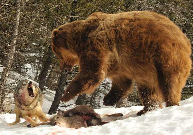 wolf-fights-bear.jpg