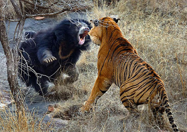 bear-fighting-tiger.jpg