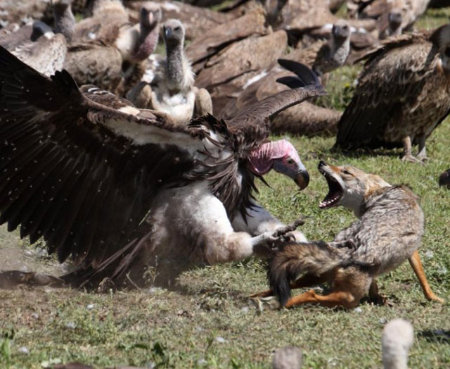 wolf-fighting-vulture.jpg