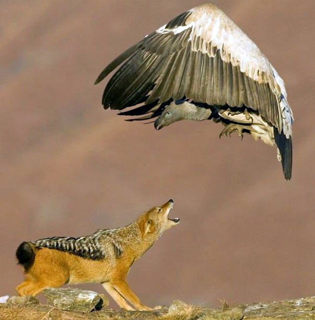 wolf-fighting-condor.jpg