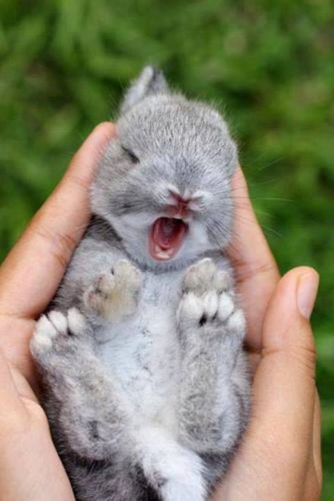 bunny-yawn-1.jpg