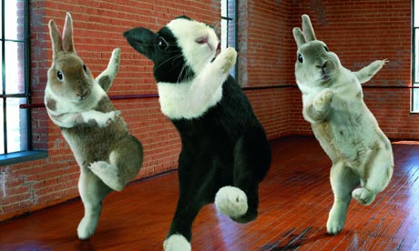 Ballroom-Bunnies-calendar-008.jpg