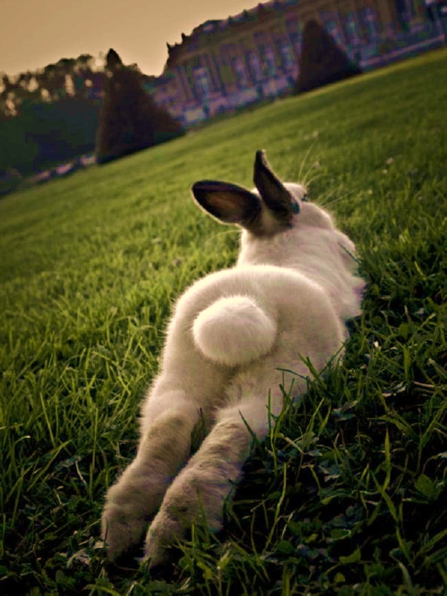 Bunny butt.....jpg