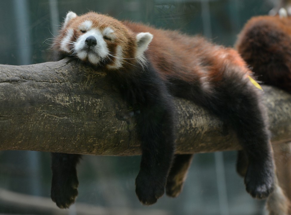 afp_china_red_panda_bear_22May12-975x722.jpg