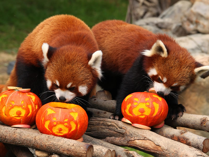 Red-Panda-2013-pic.jpg