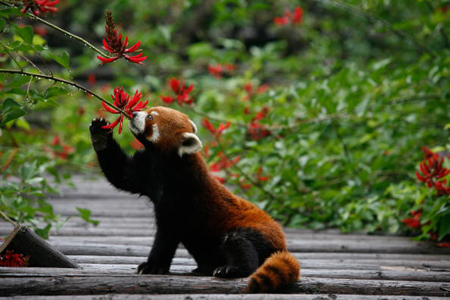 red-panda-5.jpg