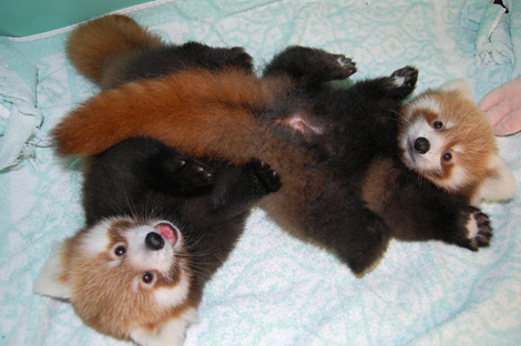 red-panda-cubs-kv-zoo.jpg