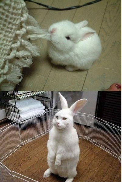 토끼의 진화.png