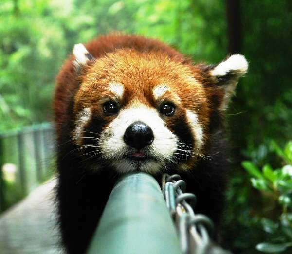 red-panda-on-railing.jpg