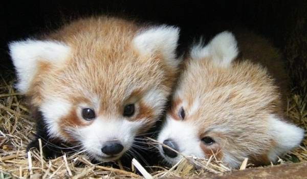 red-panda-cubs.jpg