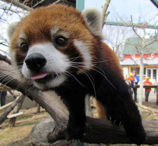 curious-red-panda.jpg