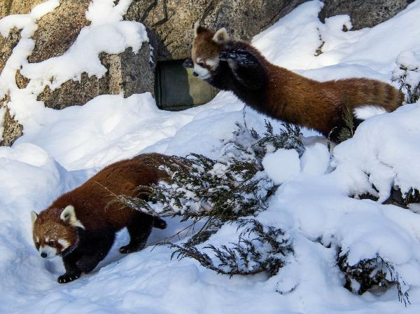 red-pandas-playing-in-snow.jpg