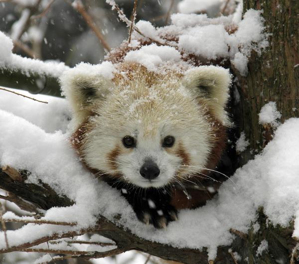 cute-red-panda-in-snow.jpg