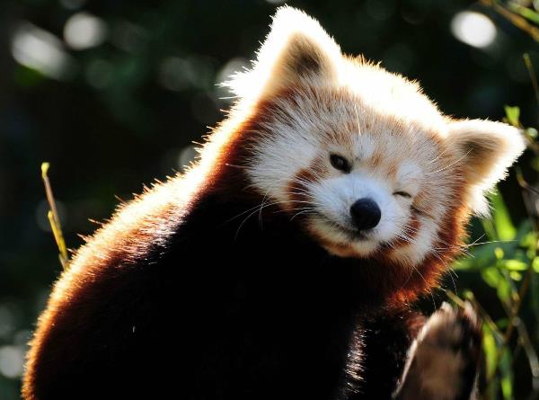 red-panda-winking.jpg